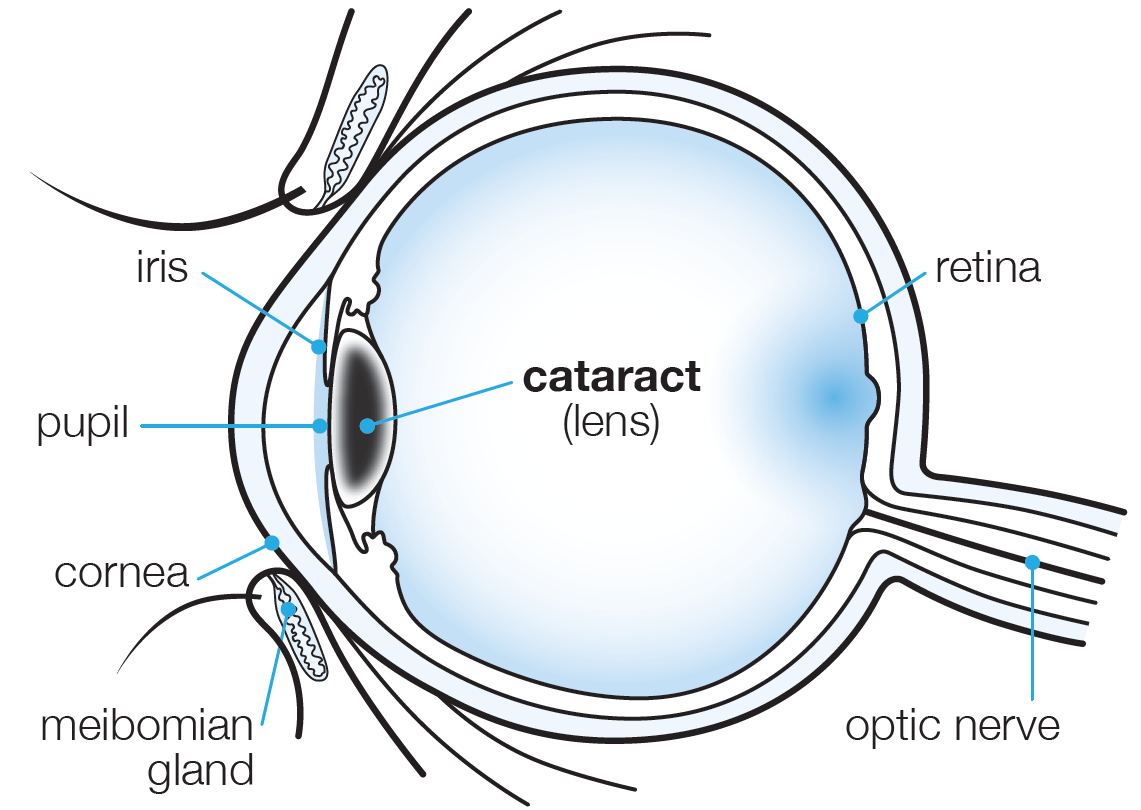 anatomy of eye diagram